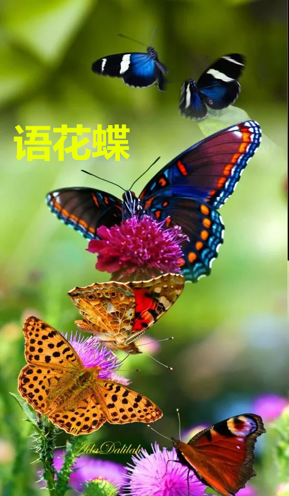 竖屏相册-语花蝶