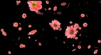 2025绿屏覆盖 花朵纷纭-2-37款