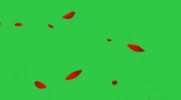绿屏素材-鲜花朵朵花瓣飞飞-1-38款