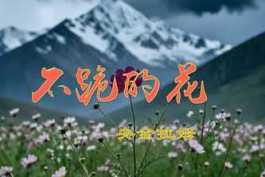 用AI生成由会声会影制作的视频∶不跪的花。