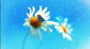 新颖美艳背景素材-60款