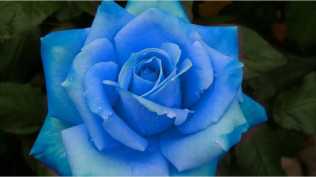 实拍素材-艳丽玫瑰-时长19：30’