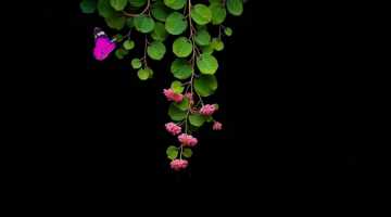 绿屏素材-前景小花-1-34款