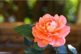 实拍素材-艳丽玫瑰-时长21：31’