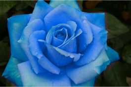 实拍素材-艳丽玫瑰-时长19：30’