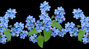 精美鲜花抠图之四（ 100款）