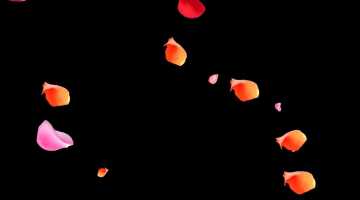 2025绿屏覆盖 花朵纷纭-1-30款