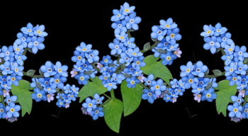 精美鲜花抠图之四（ 100款）