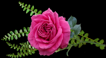 精美鲜花抠图60款