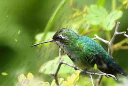 2026第218重发   中国传统节气《雨水》