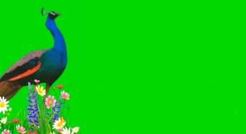 孔雀-实拍20+款-绿屏14款