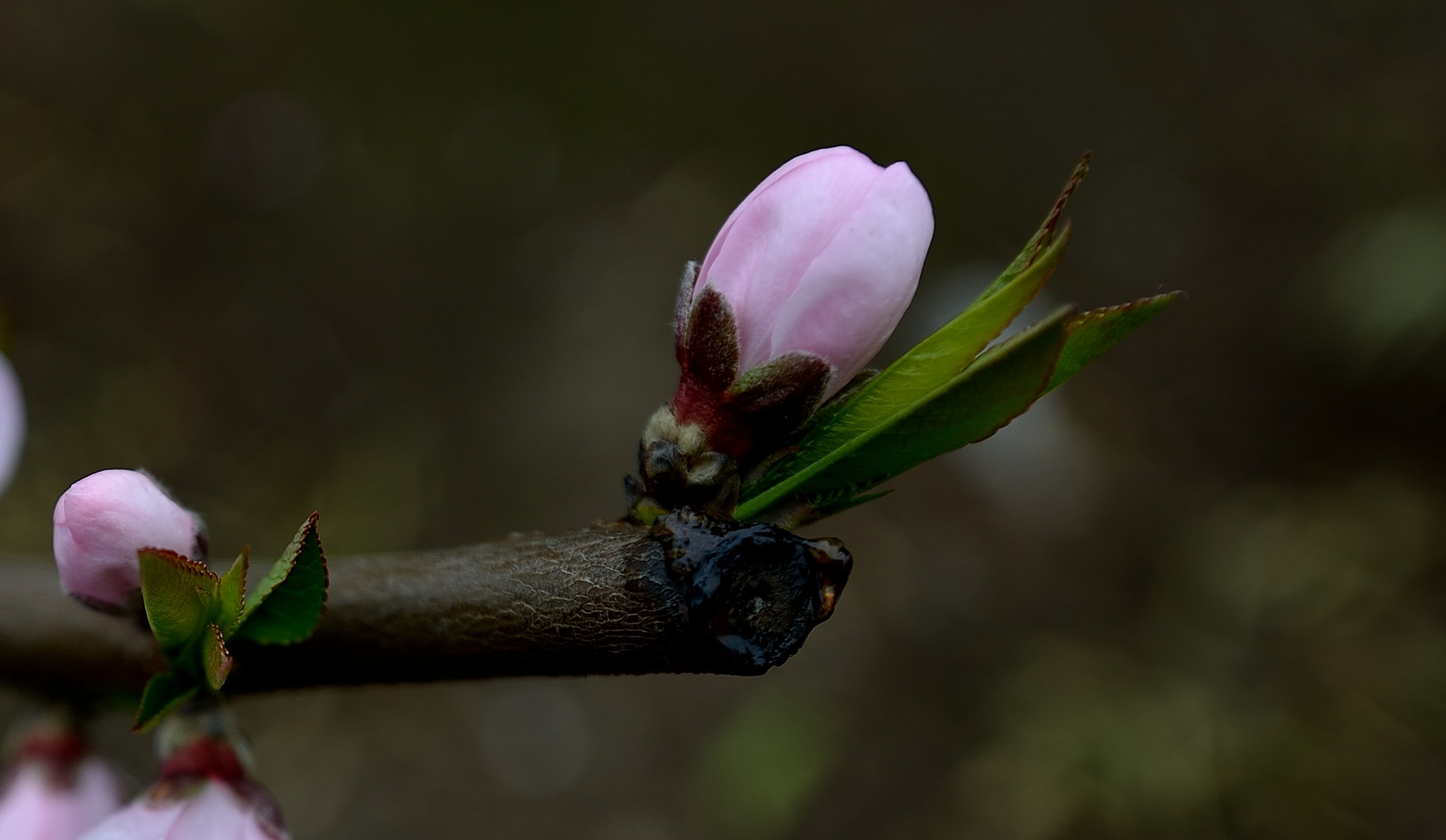 DSC_0976.JPG