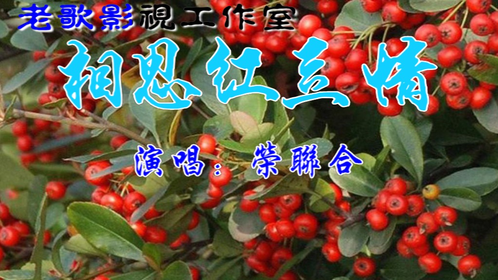 相思红豆情