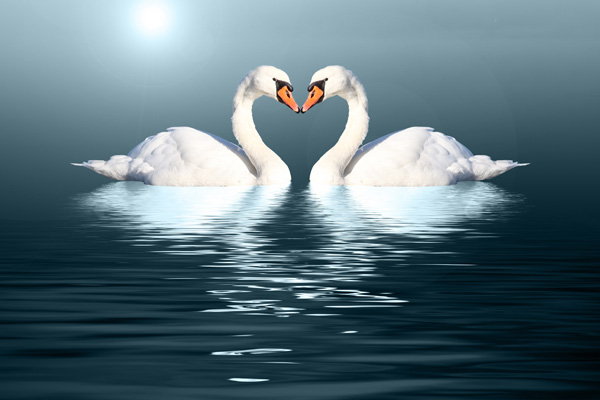 04唯美天鹅爱情心形背景倒影.jpg