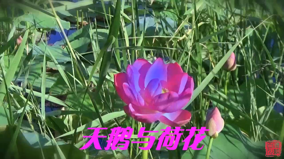 荷花与天鹅