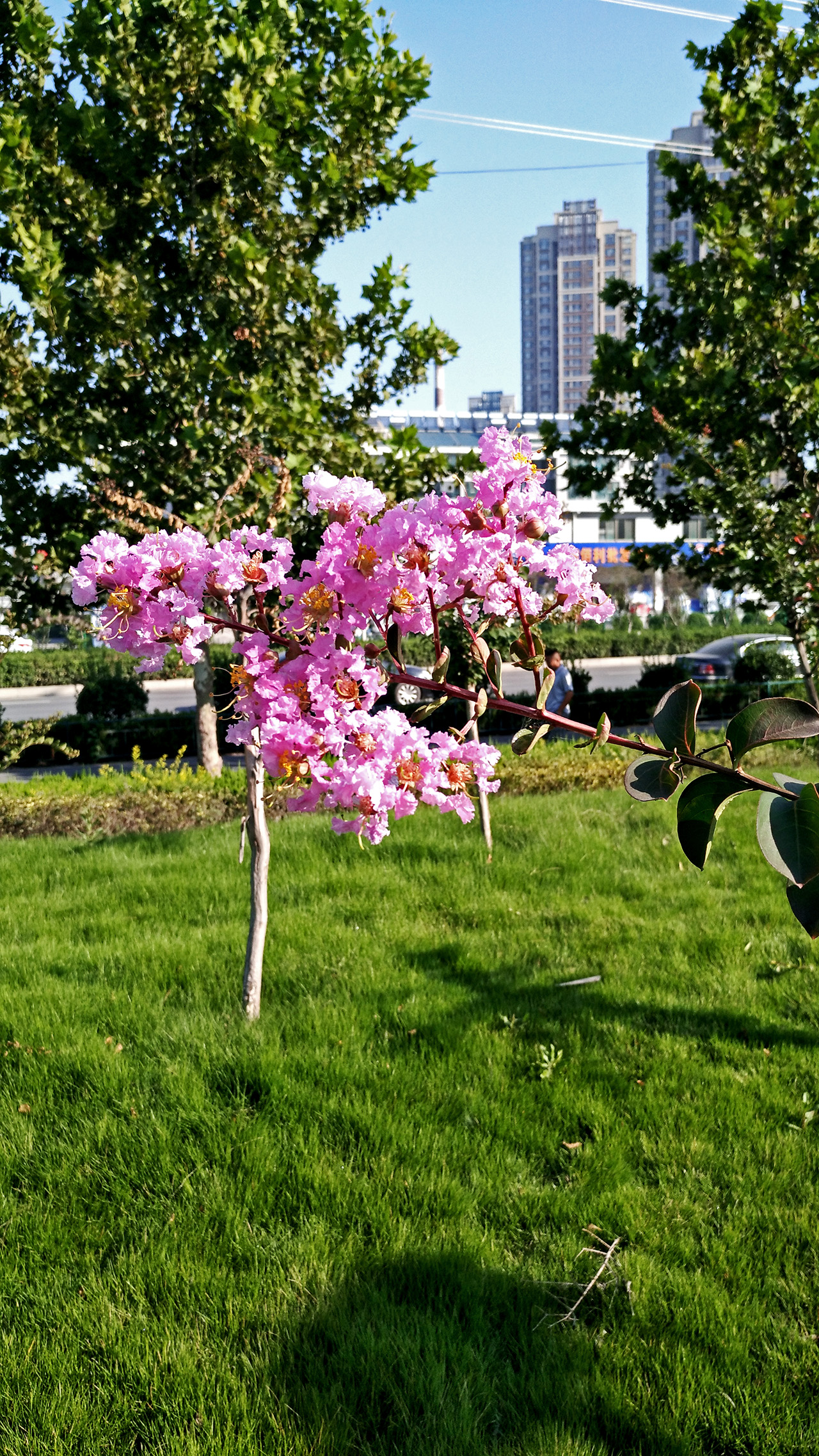 IMG_20160828_080118.jpg