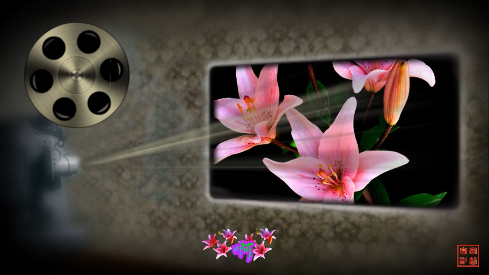 百合花