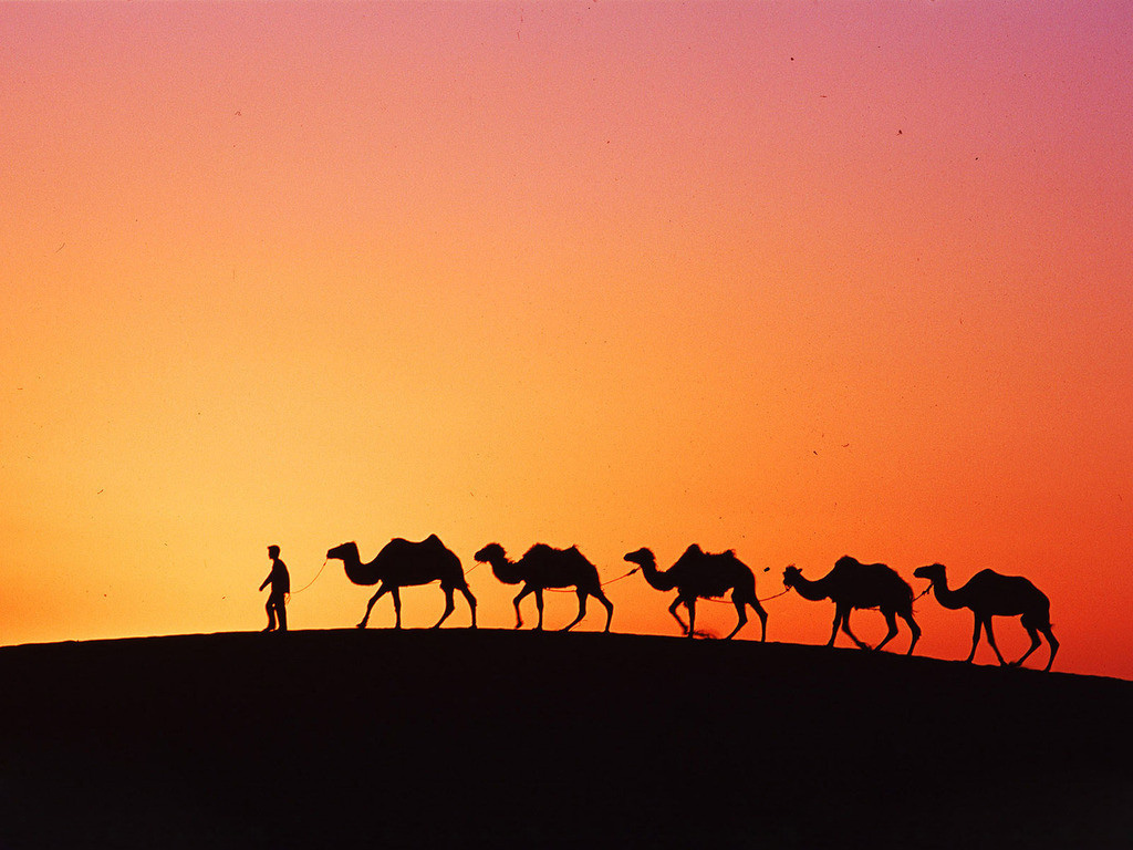 沙漠骆驼 (6).jpg