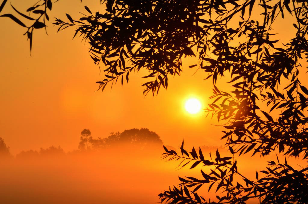 夕阳下植物 (1).jpg