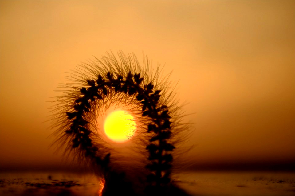 夕阳下植物 (6).jpg