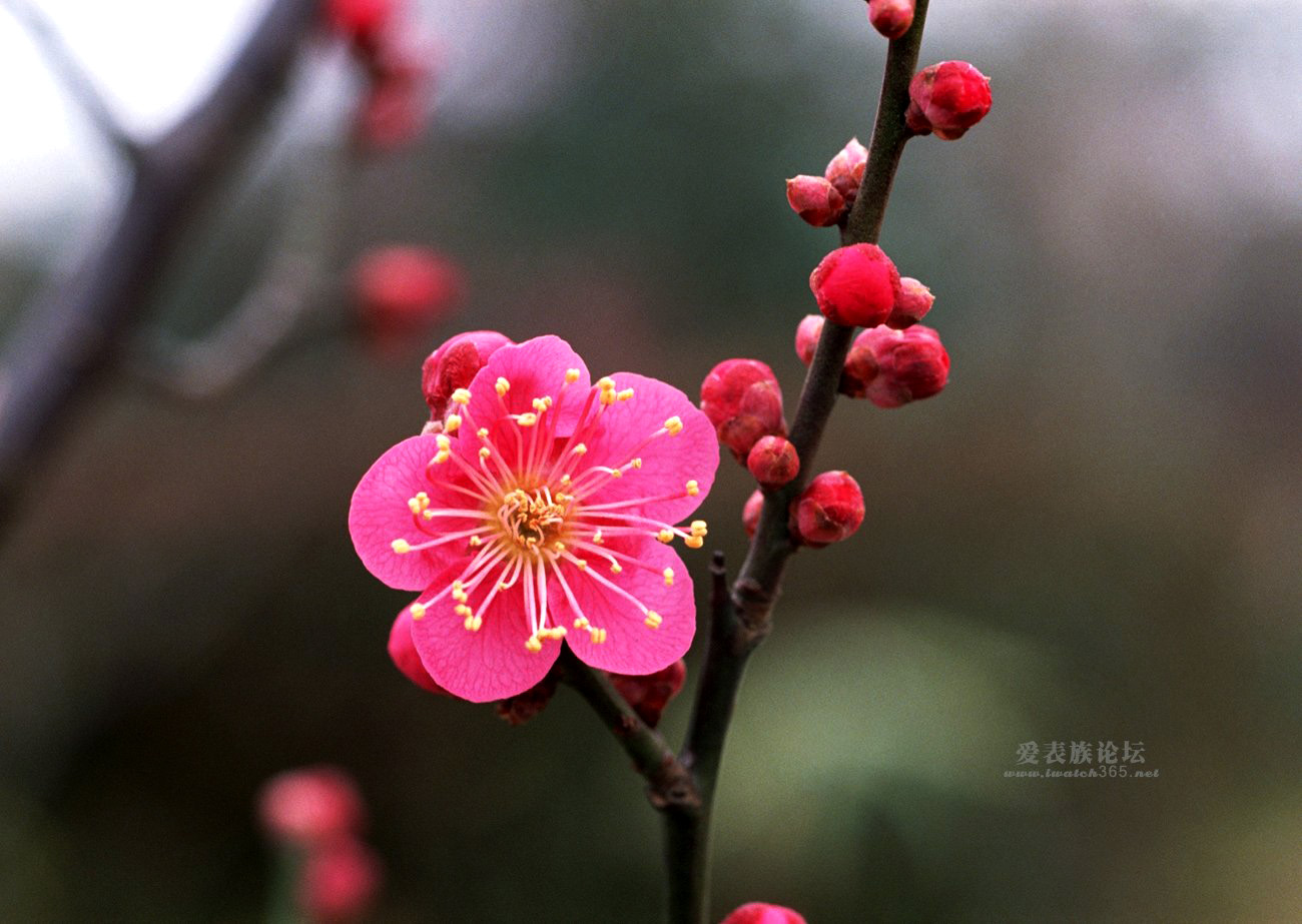 梅花1 (6).jpg