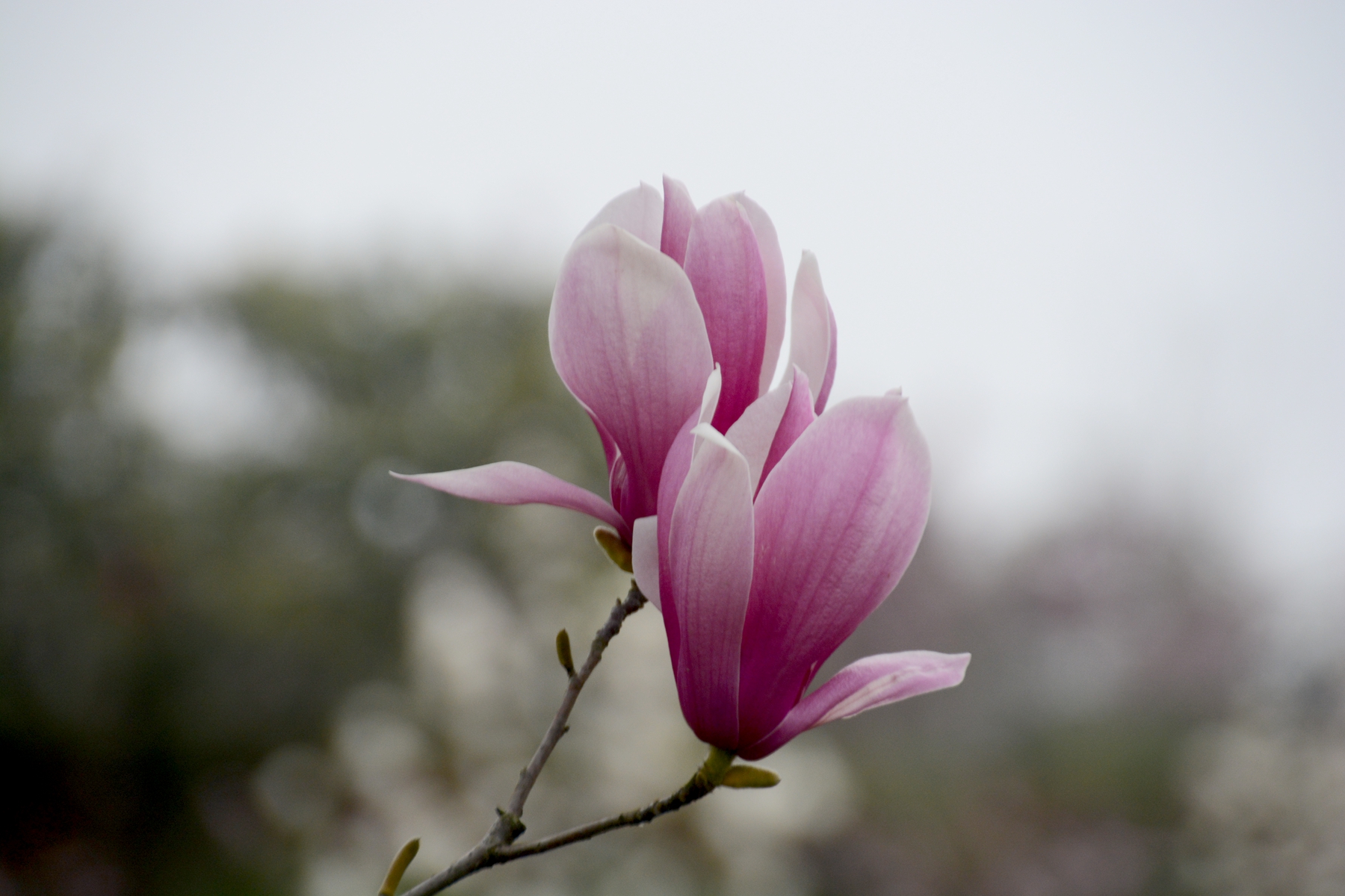 DSC_2505.JPG