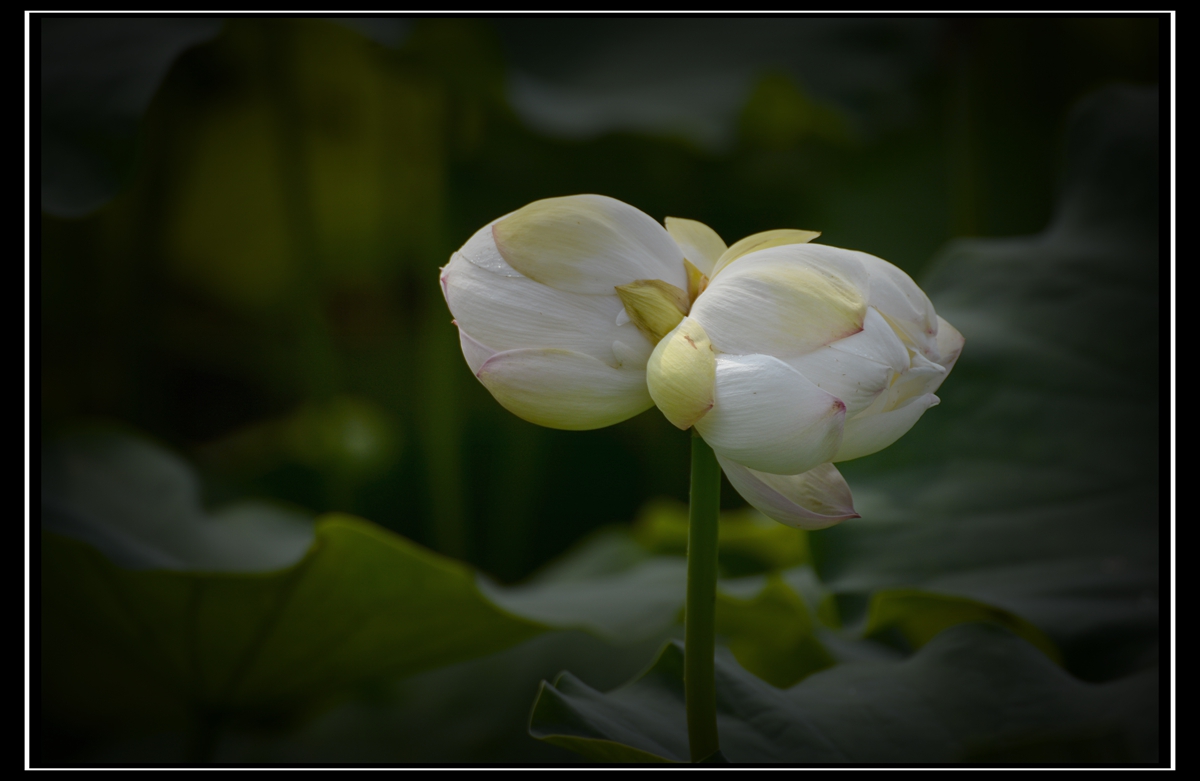 _DSC9737_副本.jpg