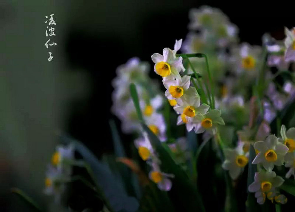 水仙花3.jpg