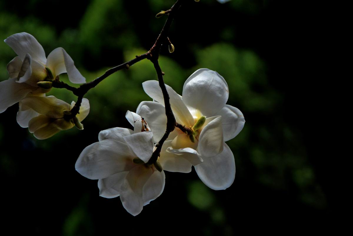 调整大小 DSC_9225.JPG