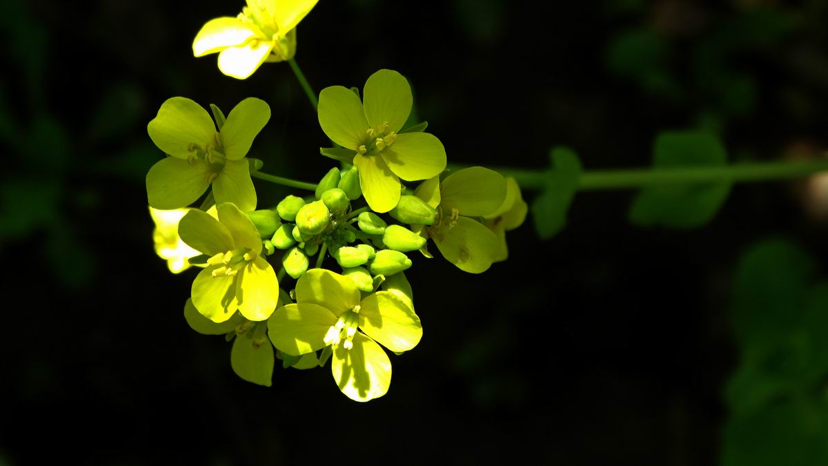 调整大小 DSC07389.JPG