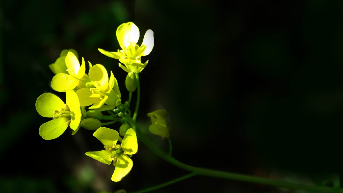 调整大小 DSC07392.JPG