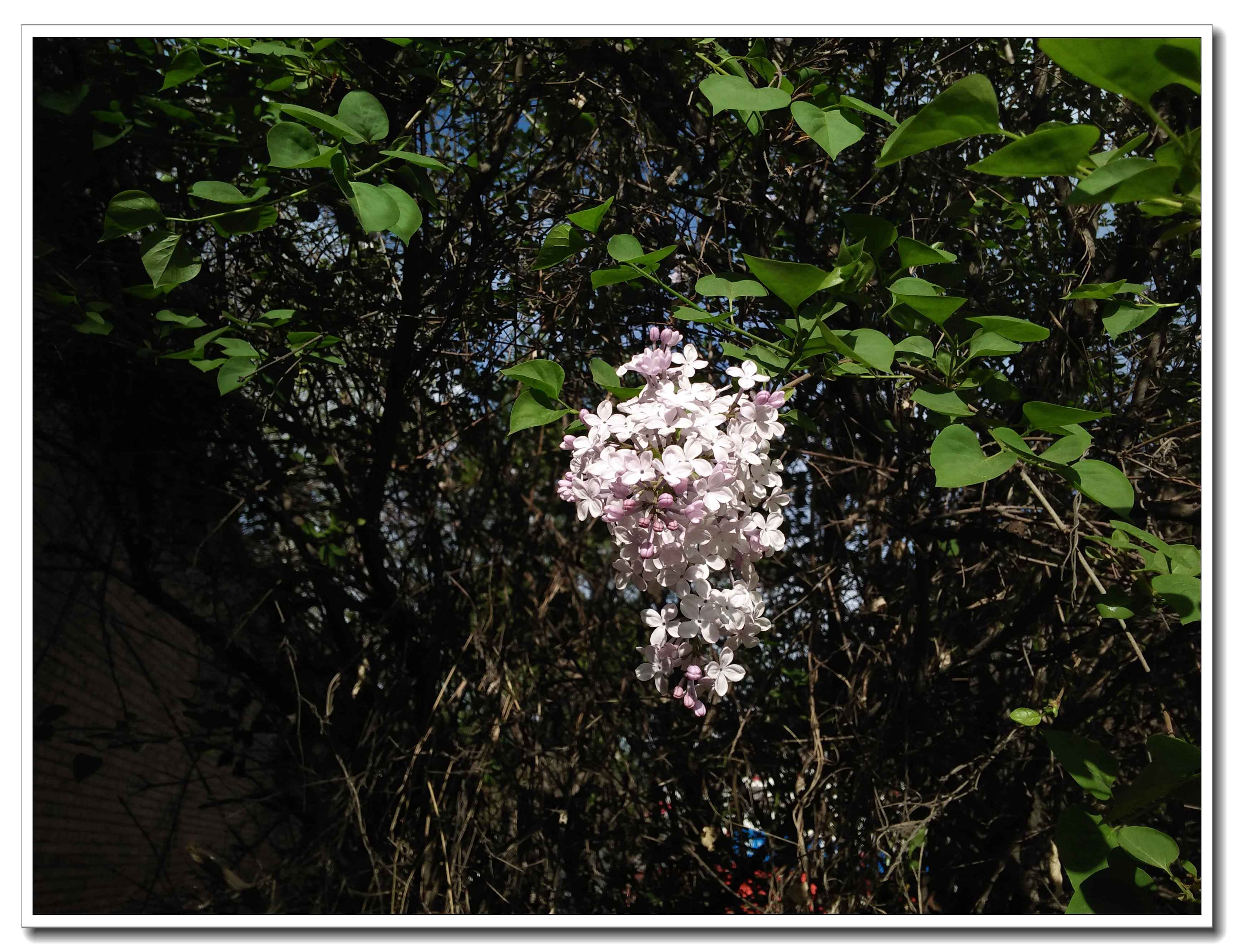 IMG20180406083941.jpg