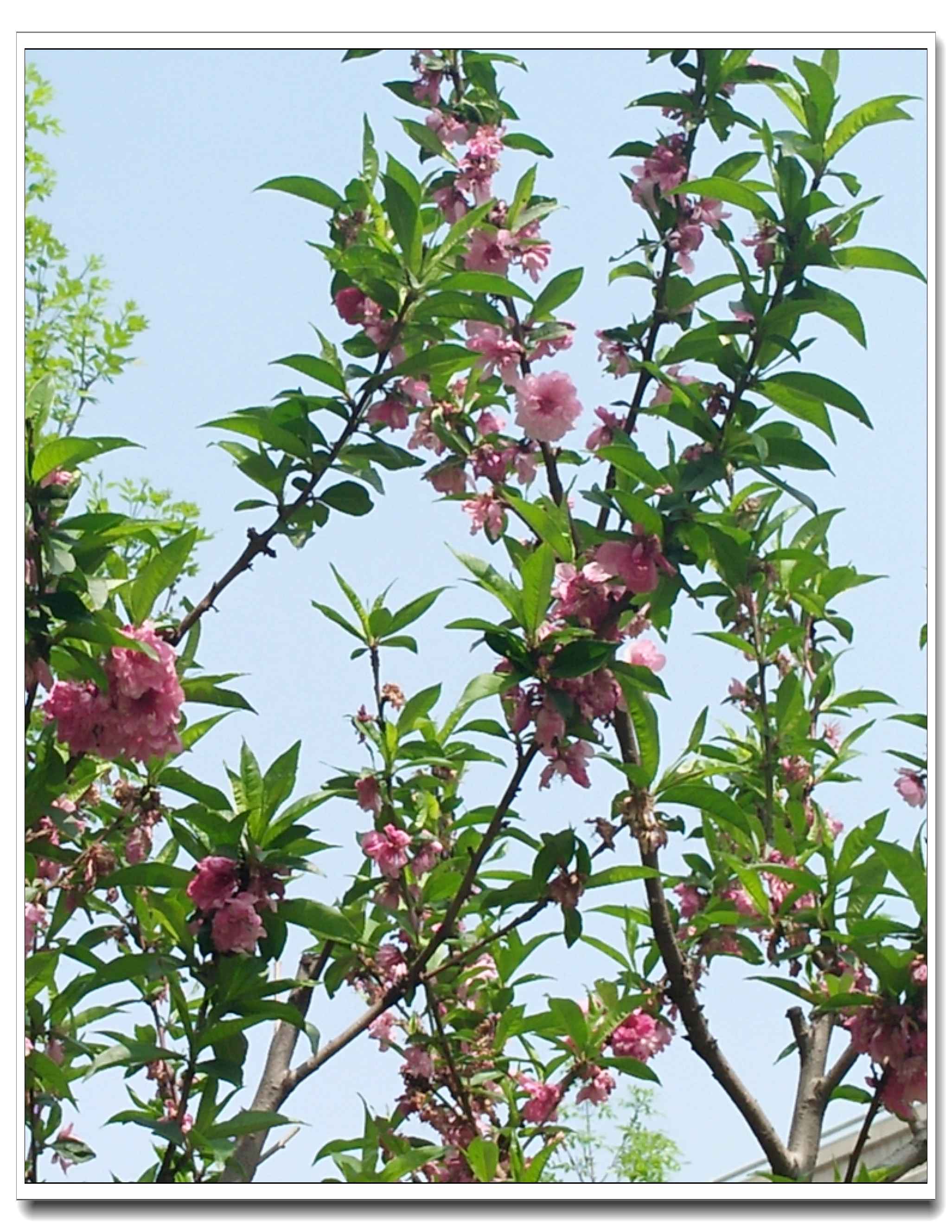 桃花 10.jpg