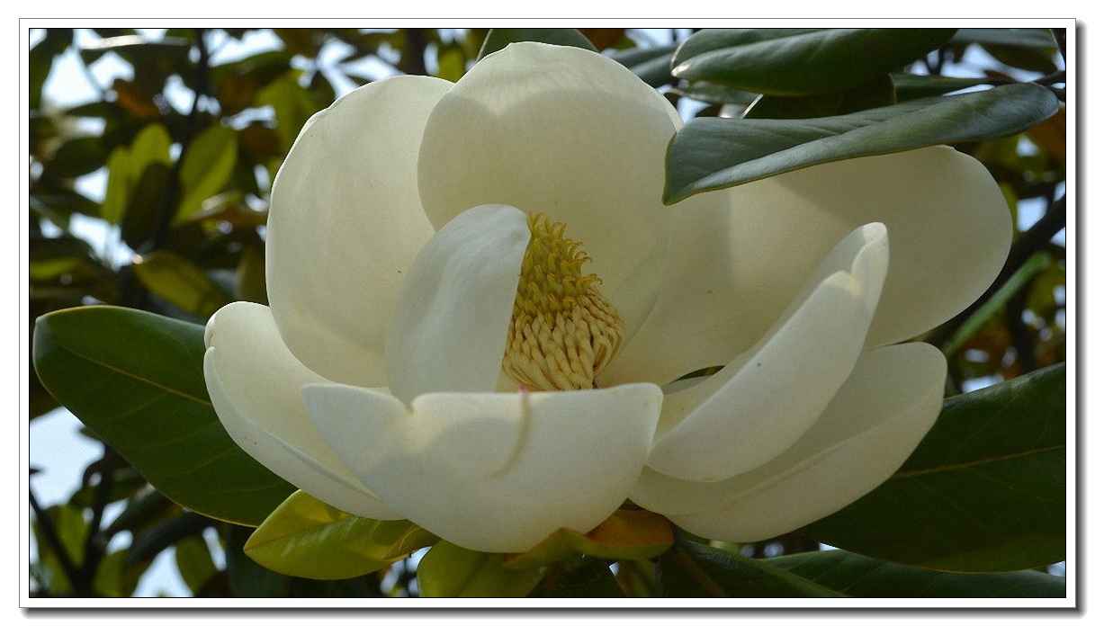 白色广玉兰19 (已调整大小).jpg
