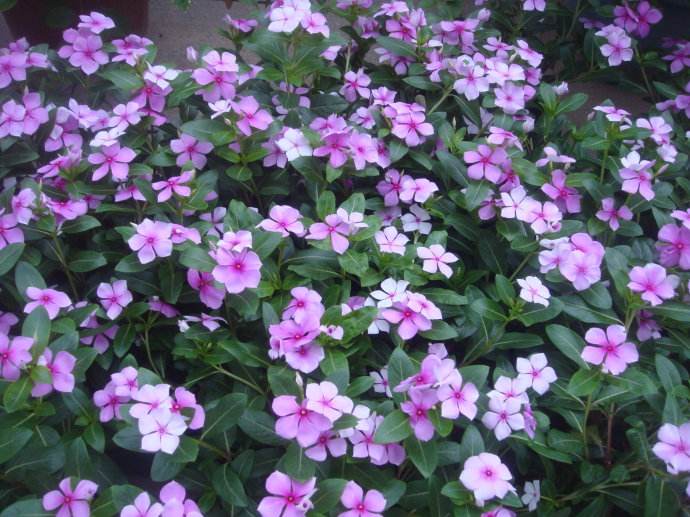 五月的鲜花-------争奇斗艳.jpg