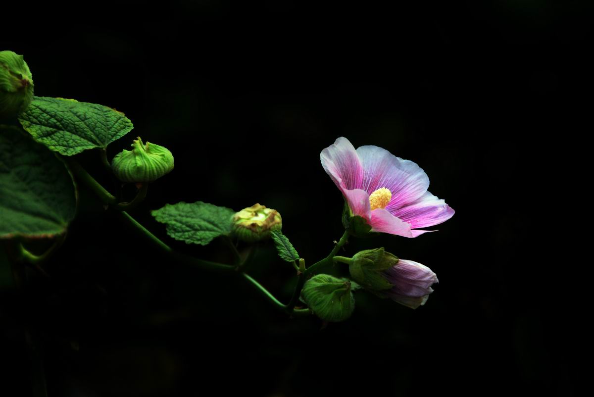 调整大小 DSC_0707.JPG