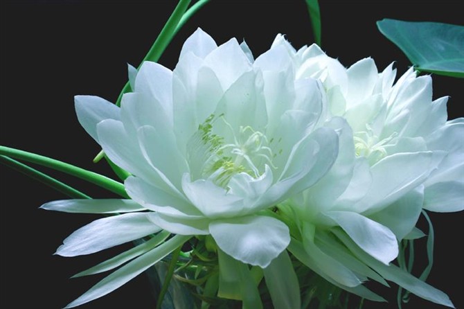 鲜花情侣视频版