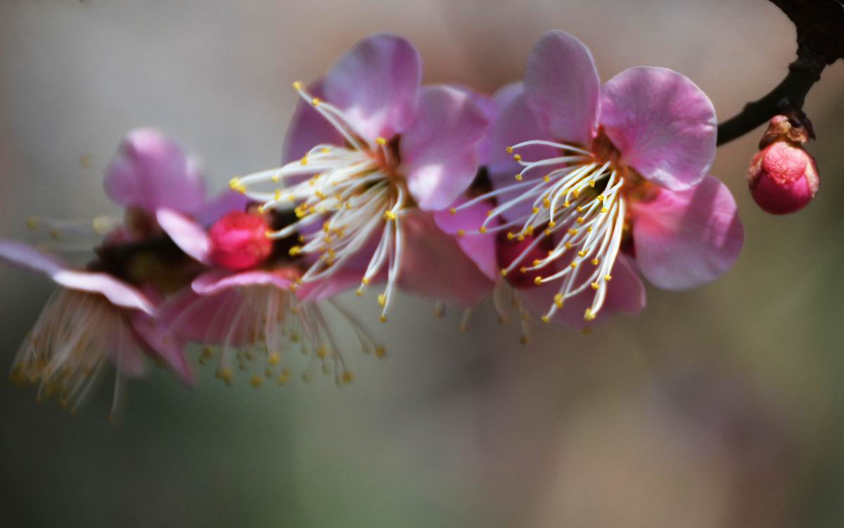 调整大小 DSC_1910副本.jpg