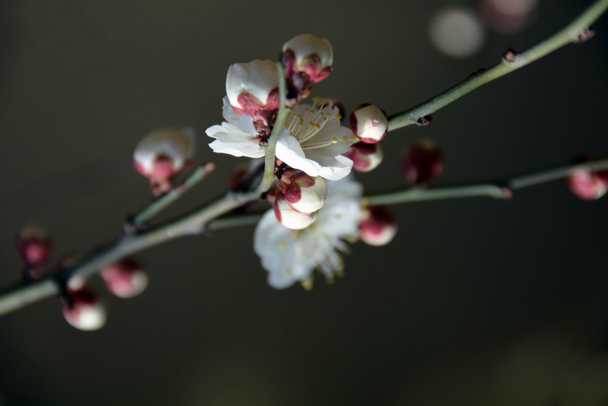 调整大小 DSC_1907.JPG