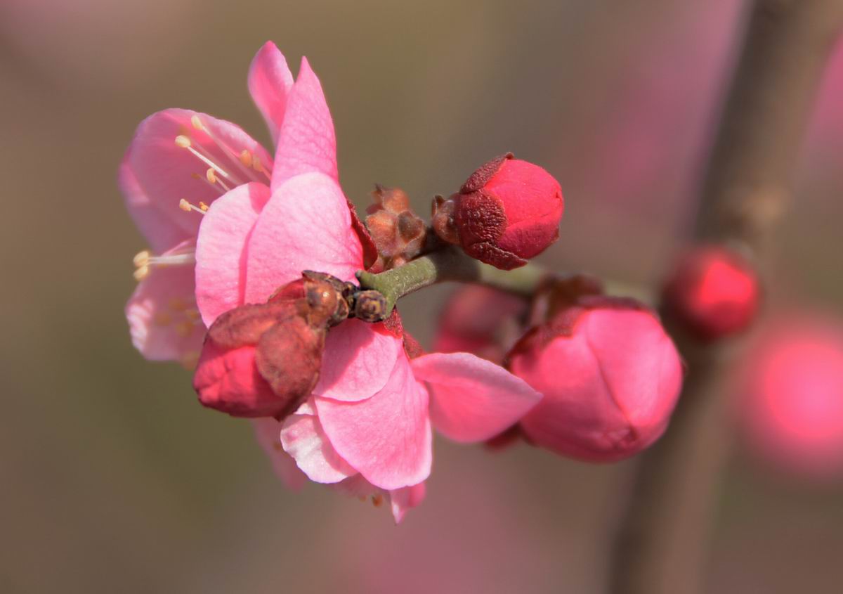 调整大小 DSC_1925副本.jpg