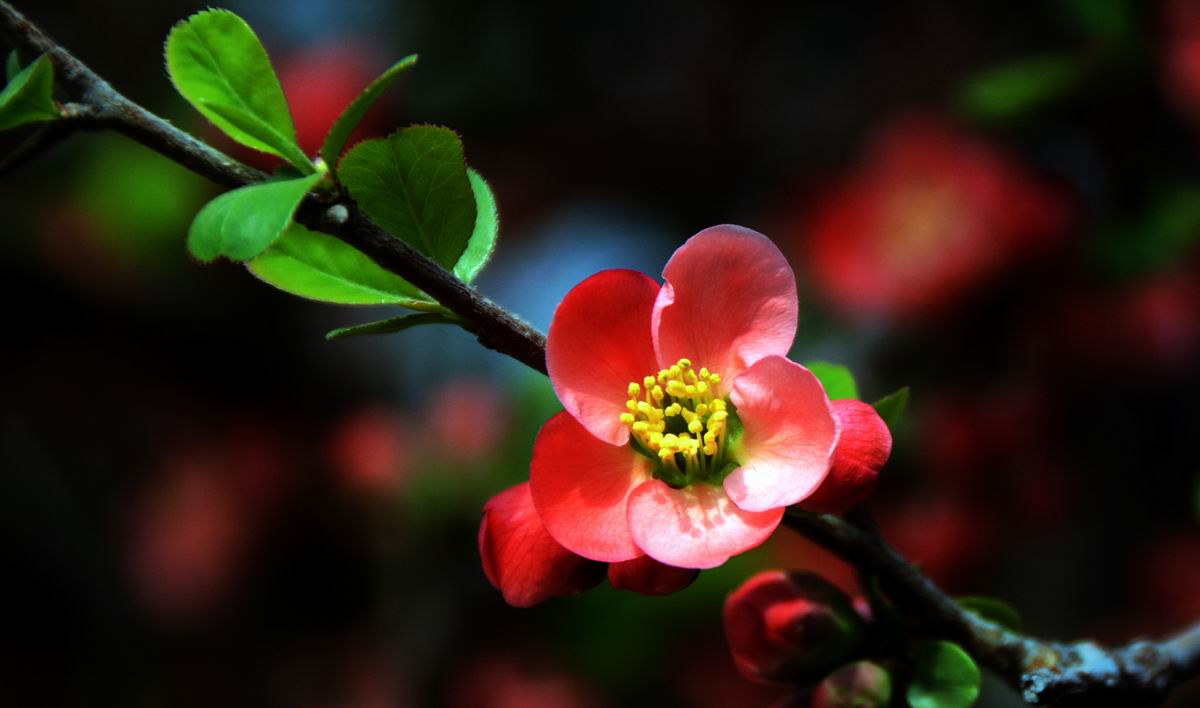 调整大小 DSC_2092副本.jpg