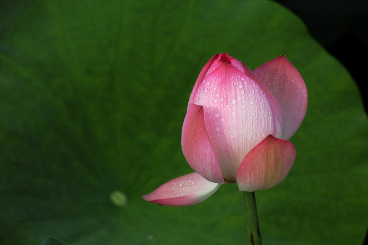 IMG_9532_编辑.jpg