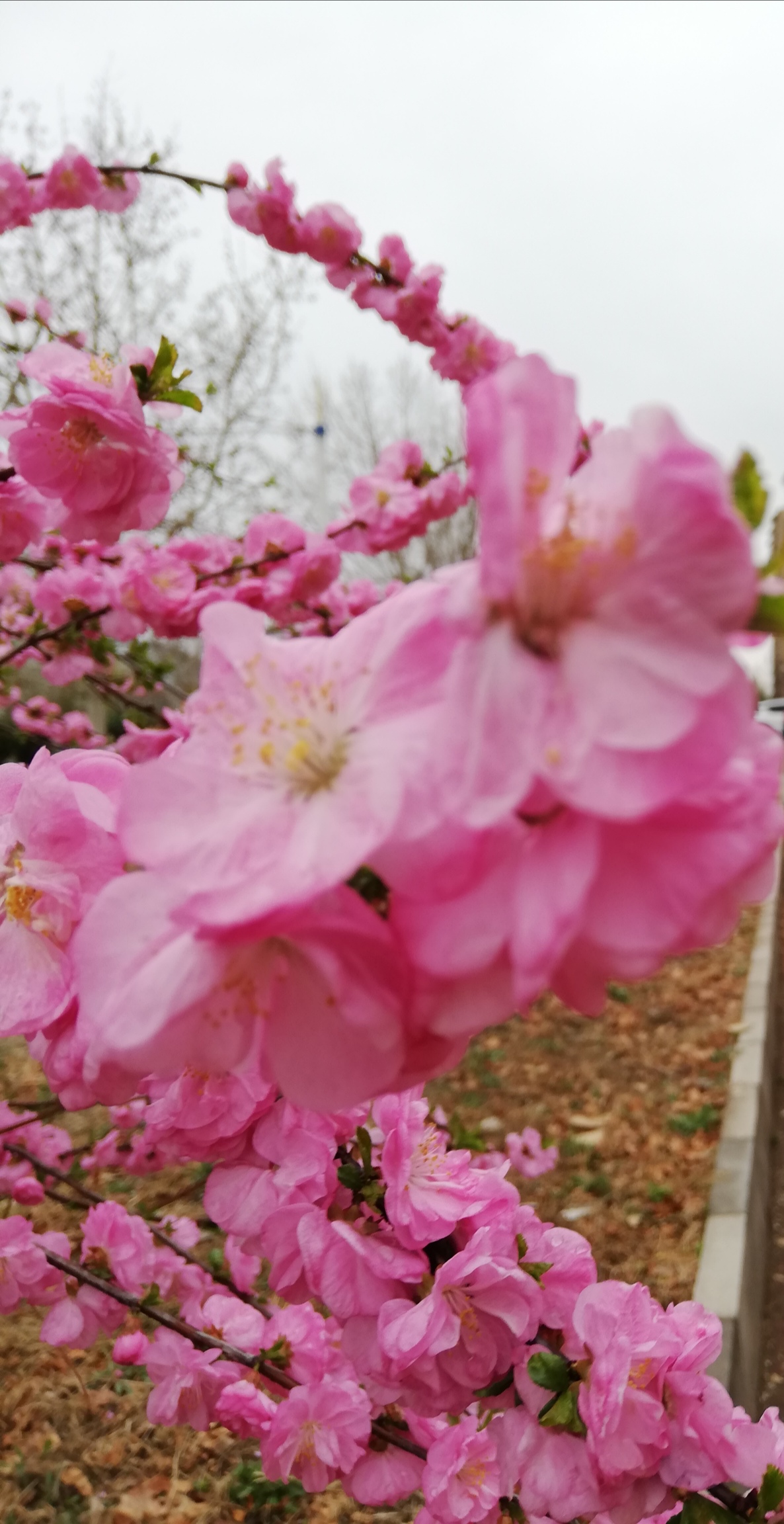 IMG_20200326_110730.jpg