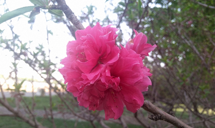 IMG20200425164622 (已调整大小).jpg