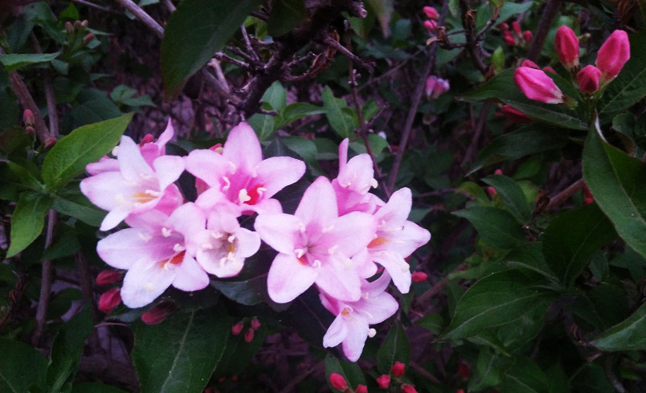 IMG20200429191120 (已调整大小).jpg