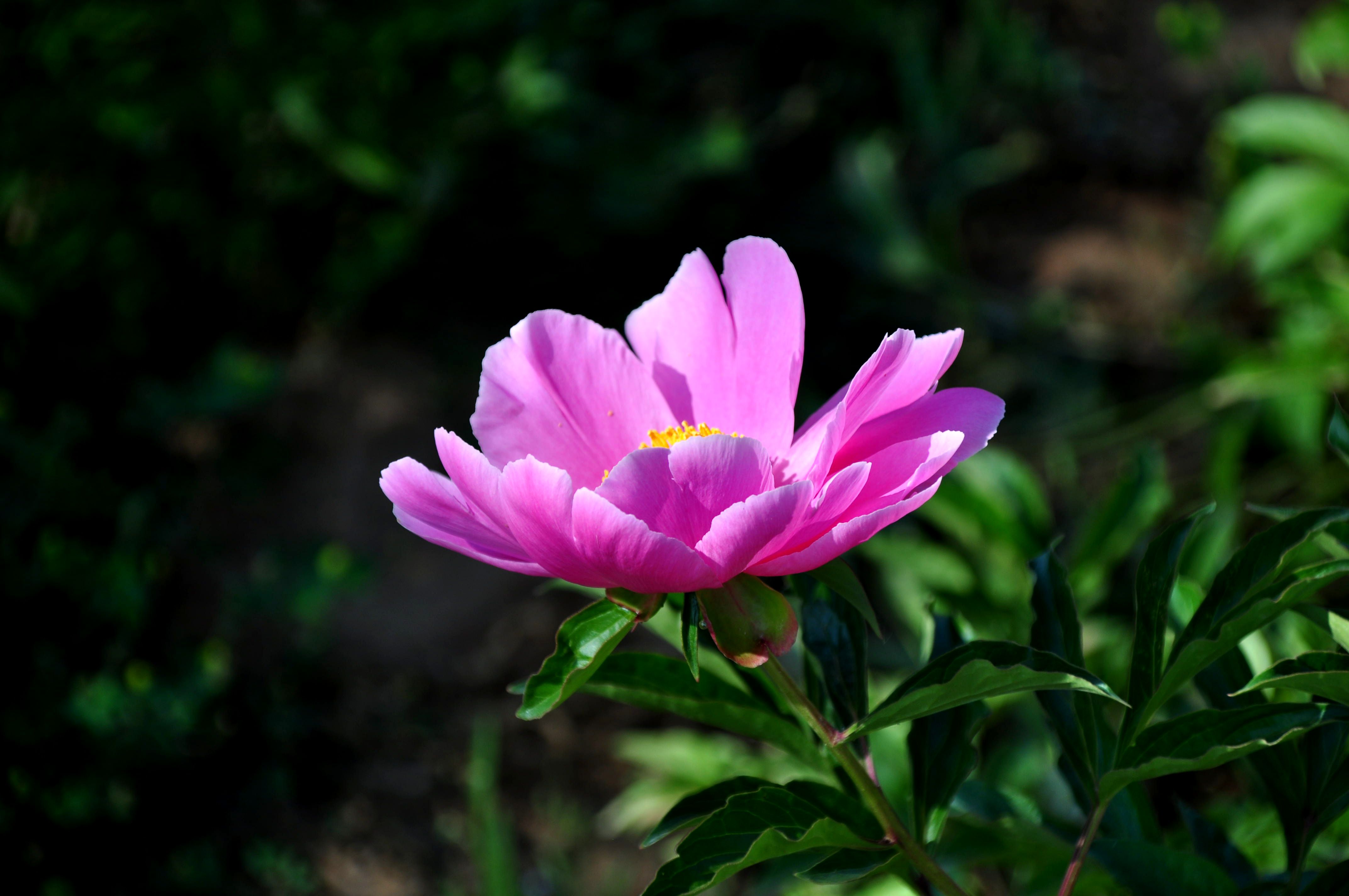 DSC_0044_副本.jpg