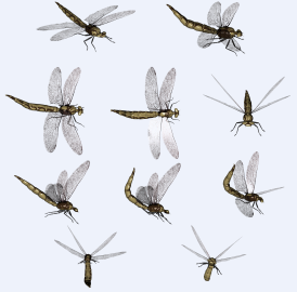 55_311031_585bbbf3cbaaa36.png