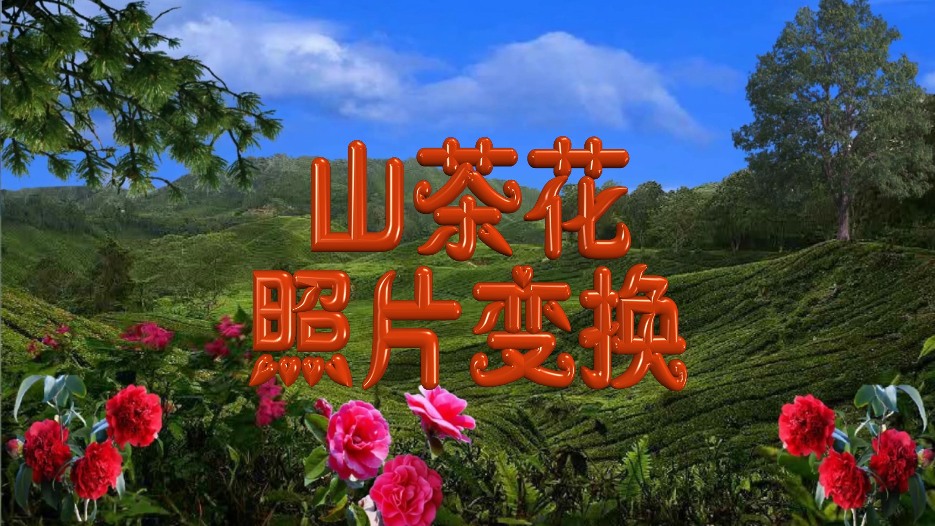 山茶花（照片变换）