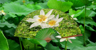 荷花
