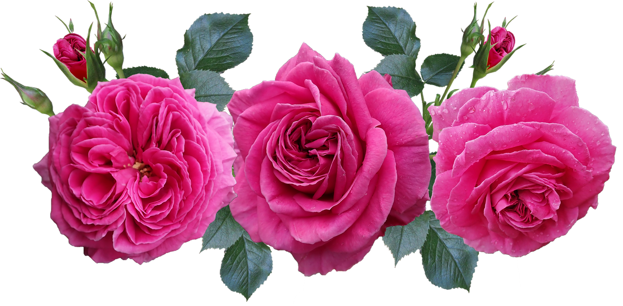 roses-3753502_1920A.png